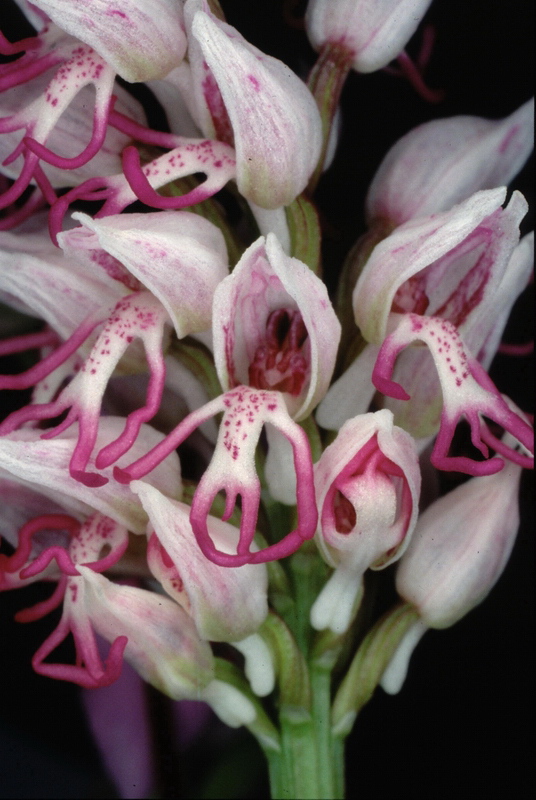 Orchidee in una villa vicino a Piediluco (Terni)